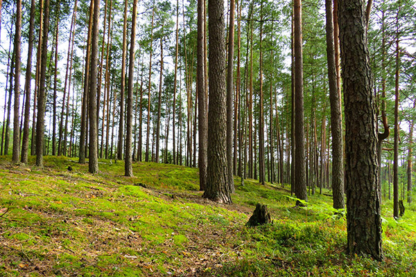 Forrest of pine trees